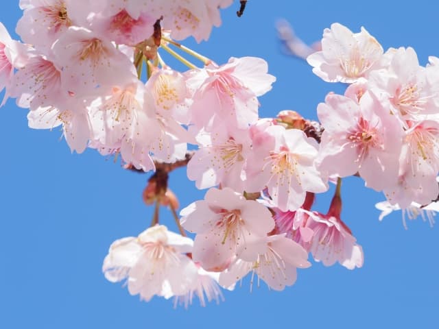 桜